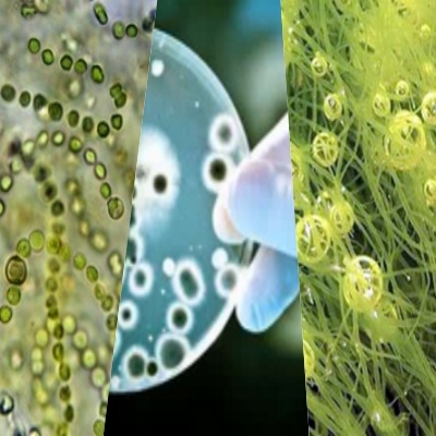 Industrial Preservative Series Dry Film Preservatives